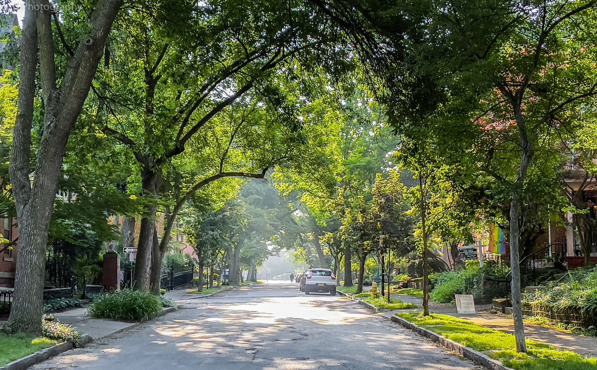 Tree-lined neighborhood street